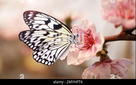 Wunderschöner Schmetterling aus Reispapier auf blühendem Ast, Nahaufnahme Stockfoto