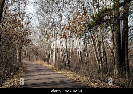 An einem Frühlingstag im Pine Point Regional Park in Stillwater, Minnesota, USA, gibt es Birkenbäume auf dem Wanderweg. Stockfoto