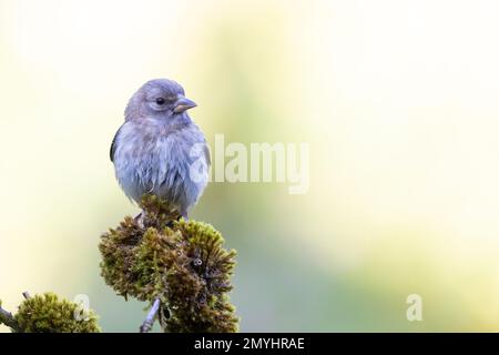 Europäischer Goldfink (Carduelis carduelis) Jungvogel auf Moosstäbchen Stockfoto