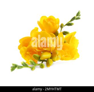 Wunderschöne gelbe Freesia-Blumen auf weißem Hintergrund Stockfoto