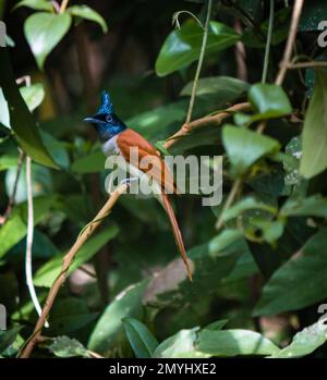 Der Fliegenfänger des Indischen Paradieses (Terpsiphone paradisi) ist ein mittelgroßer, in Asien einheimischer Passanten. Stockfoto