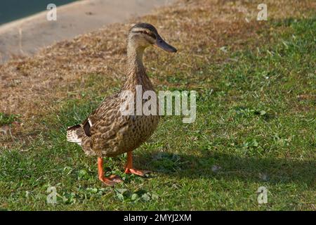 Weibliche Mallard-Ente, die im Sommersonnenschein am Ufer eines Teiches steht. Stockfoto