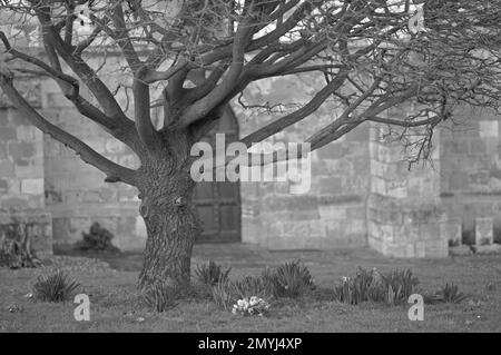 Ein alter knorpeliger Baum in Monochrom, der vor einer alten englischen christlichen Kirche wächst. Stockfoto