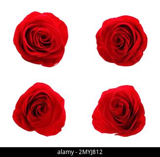 Set wunderschöner roter Rosen auf weißem Hintergrund Stockfoto