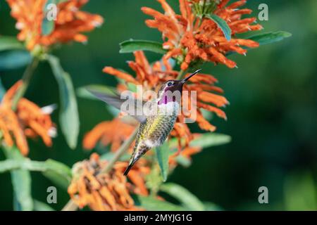 Ein Anna's Hummingbird im Golden Gate Park in San Francisco, Kalifornien. Stockfoto