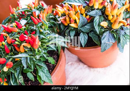 Rote und gelbe Paprika, die in Pflanzentöpfen wachsen Stockfoto
