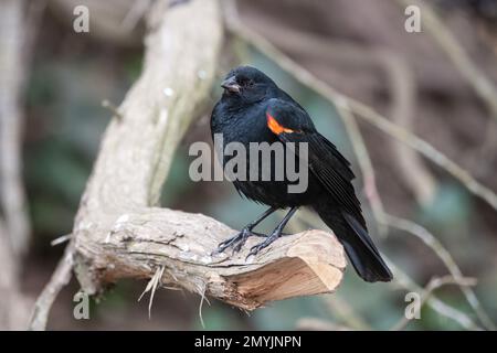 Red Winged Blackbird am Stow Lake in San Francisco, Kalifornien. Stockfoto