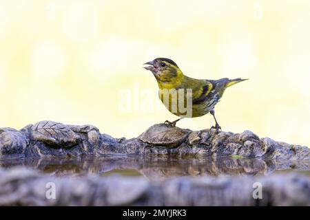 Männlicher eurasischer Siskin (Spinus spinus), der aus einem Vogelbad trinkt Stockfoto