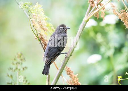 Red Winged Blackbird am Stow Lake in San Francisco, Kalifornien. Stockfoto