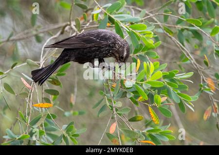 Red Winged Blackbird am Stow Lake in San Francisco, Kalifornien. Stockfoto