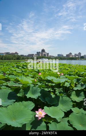 Peking Westbahnhof Lotus Teich Lotus Tanghe Blumen im Park Stockfoto