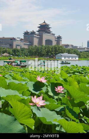 Peking Lotus Teich Lotus Tanghe Blumen im Park Stockfoto