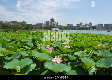 Peking Westbahnhof Lotus Teich Lotus Tanghe Blumen im Park Stockfoto