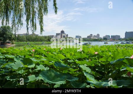 Peking Westbahnhof Lotus Teich Lotus Tanghe Blumen im Park Stockfoto