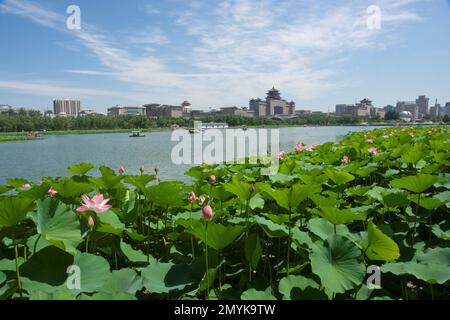 Peking Westbahnhof Lotus Teich Lotus Tanghe Blumen im Park Stockfoto