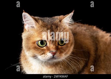 Nahaufnahme des Porträts einer unglücklichen britischen Katze auf schwarzem Hintergrund Stockfoto