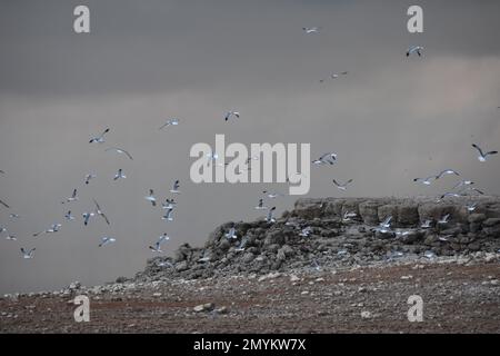 Möwen fliegen über den trockenen und felsigen Strand am Tigris River im Irak Stockfoto