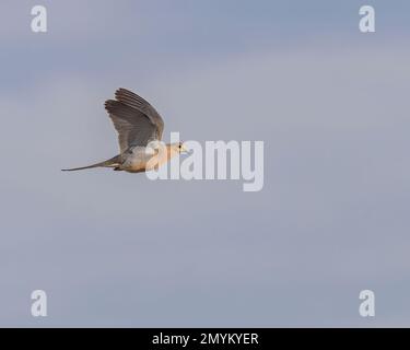 Eine trauernde Taube im Flug leuchtet goldbraun von der untergehenden Sonne. Stockfoto