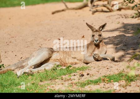 Östliches graues Känguru (Macropus giganteus), auf dem Boden liegend, gefangen, Bayern, Deutschland, Europa Stockfoto