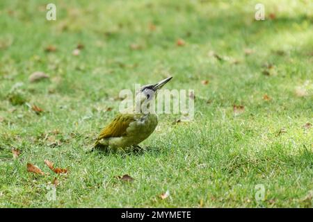 Europäischer grüner Specht (Picus viridis) auf einer Wiese, Bayern, Deutschland, Europa Stockfoto