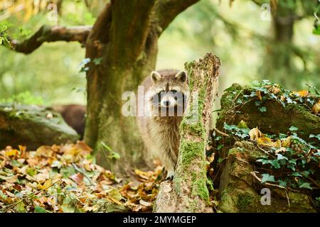 Gemeiner Waschbär (Procyon lotor), Standing, Bayern, Deutschland, Europa Stockfoto