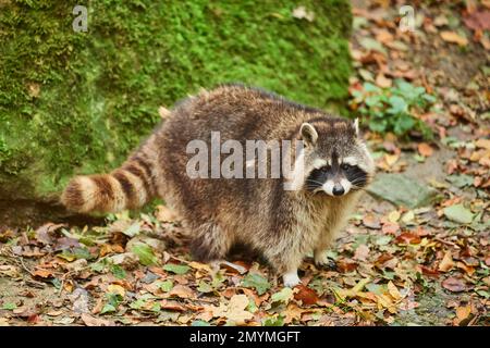 Gemeiner Waschbär (Procyon lotor), Standing, Bayern, Deutschland, Europa Stockfoto