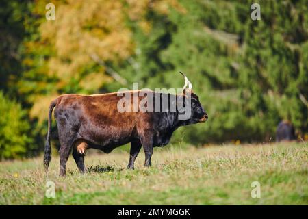 Aurochs (Bos primigenius) auf einer Wiese im Herbst, Bayern, Deutschland, Europa Stockfoto