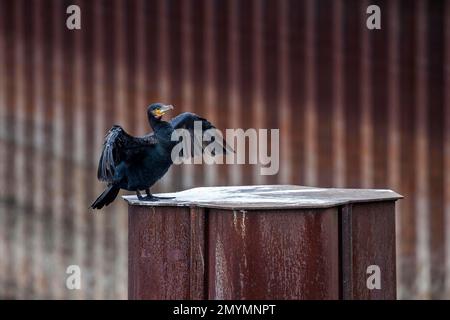 Großer Kormoran (Phalacrocorax carbo) auf Eisenpfahl mit Flügeln, Binnenhafen, Duisburg, Ruhrgebiet, Nordrhein-Westfalen, Deutschland, Eur Stockfoto