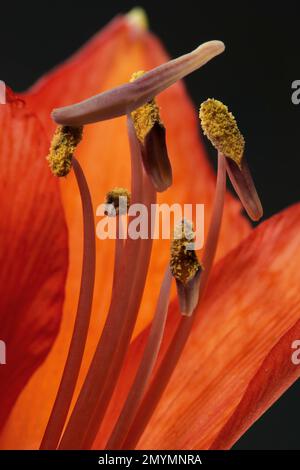 Rote Amaryllis, Blume (Amaryllidaceae) und Stamens, Makrofoto, Baden-Württemberg, Deutschland, Europa Stockfoto