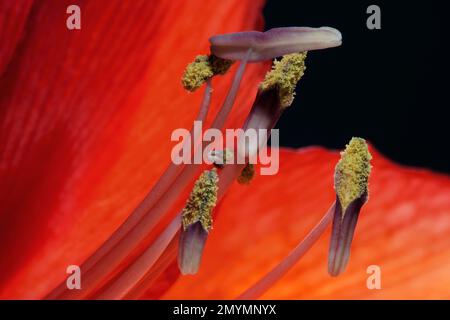 Rote Amaryllis, Blume (Amaryllidaceae) und Stamens, Makrofoto, Baden-Württemberg, Deutschland, Europa Stockfoto