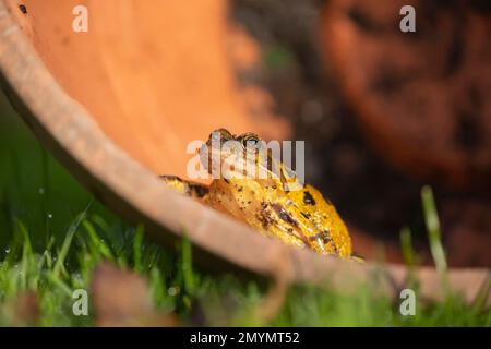 Gemeiner Frosch (Rana temporaria) in einem Blumentopf, Suffolk, England, Vereinigtes Königreich, Europa Stockfoto