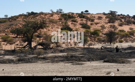 Holzsammlung im Auob Riverbed, Kalahari Süd, Namibia, Afrika Stockfoto