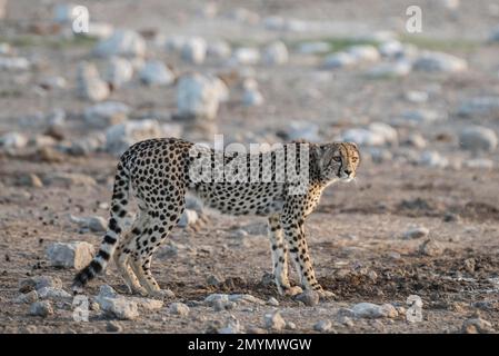 Gepard (Acinonyx Jubatus), Etosha Nationalpark, Namibia, Afrika Stockfoto