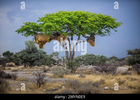 Baum mit Nest von Social Weaver (Philetairus socius)-Vögeln, Etosha-Nationalpark, Namibia, Afrika Stockfoto