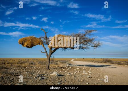 Baum mit Nest von Social Weaver (Philetairus socius)-Vögeln, Etosha-Nationalpark, Namibia, Afrika Stockfoto