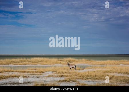 Landschaft mit Gemsbok (Oryx Gazella) am Rand der Salzpfanne, Etosha-Nationalpark, Namibia, Afrika Stockfoto