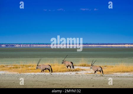 Landschaft mit Gemsbok (Oryx Gazella) am Rand der Salzpfanne, Etosha-Nationalpark, Namibia, Afrika Stockfoto