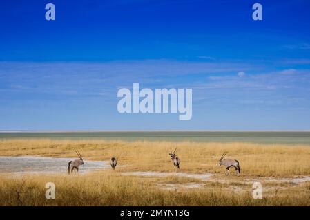 Landschaft mit Gemsbok (Oryx Gazella) am Rand der Salzpfanne, Etosha-Nationalpark, Namibia, Afrika Stockfoto