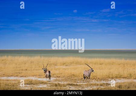 Landschaft mit Gemsbok (Oryx Gazella) am Rand der Salzpfanne, Etosha-Nationalpark, Namibia, Afrika Stockfoto