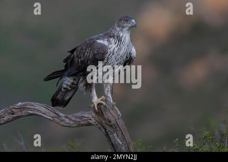 Bonellis eagle (Aquila fasciata), ausgewachsen, auf dem Ast, von vorne, Valencia, Andalusien, Spanien, Europa Stockfoto