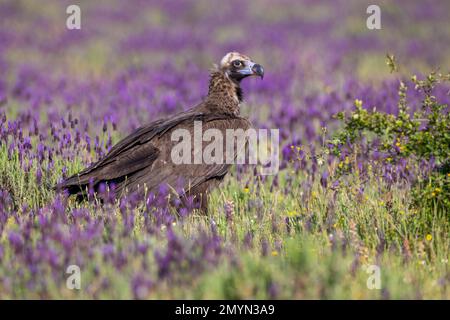 Aegypius monachus, alter Vogel mit grauem Kopf, auf dem Boden umgeben von violettem französischem Lavendel (Lavandula stoechas), Toledo provin Stockfoto