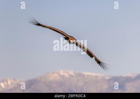 Kinageier (Aegypius monachus), im Flug, mit der Sierra de Gredos im Hintergrund, Provinz Toledo, Kastilien-La Mancha, Spanien, Europa Stockfoto