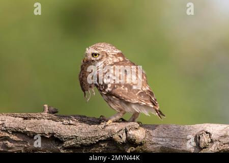 Little Owl (Athene noctua), auf dem Zweig, mit gefangener Maus im Schnabel, Kiskunsag-Nationalpark, Ungarn, Europa Stockfoto