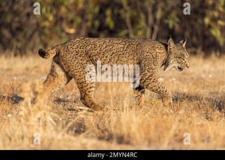 Iberischer Luchs (Lynx pardinus), über trockenem Gras, Sierra de Andujar, Provinz Jaen, Andalusien, Spanien, Europa Stockfoto