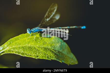 Ein wunderschönes kleines blaues Damselfisch hoch oben auf grünem Blatt im Teich und Naturhintergrund, selektiver Fokus, Insektenmakro, buntes Insekt in Thailand. Stockfoto