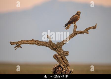 Westliche Weihe (Circus aeruginosus), Weicbchen, on Tree, Sierra de Gredos im Hintergrund, Provinz Toledo, Kastilien-La Mancha, Spanien, Europa Stockfoto