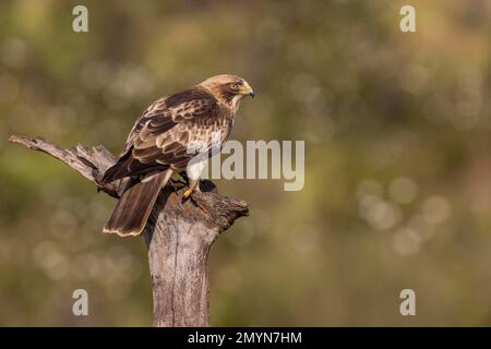 Seeadler (Aquila pennata), Light Morph, Provinz Caceres, Extremadura, Spanien, Europa Stockfoto