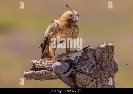 Seeadler (Aquila pennata), Leichtmorph, Rupftaube, Provinz Caceres, Extremadura, Spanien, Europa Stockfoto