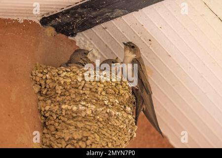 Eurasische klappenragge martin (Ptyonoprogne rupestris) im Nest mit dem jungen Hausgabel Extremadura Stockfoto