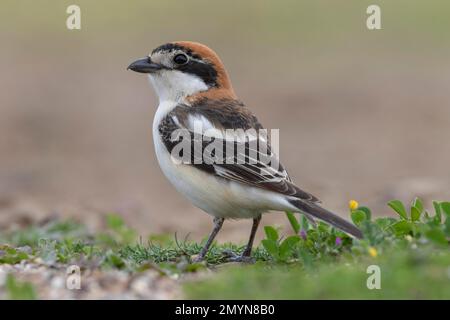 Woodchat Shrike (Senator von Lanius) vor Ort, Provinz Cordoba, Andalusien Stockfoto